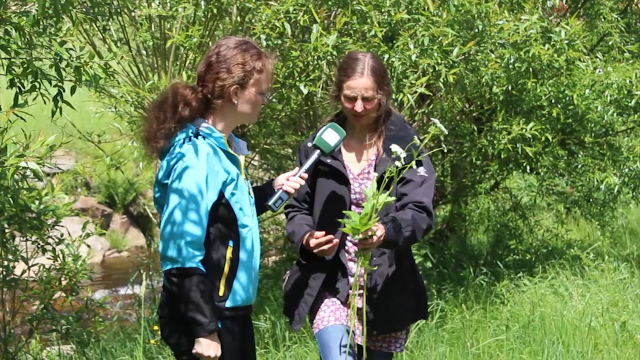 MEgional mit interessanten Kräutern der Region MEgional mit interessanten Kräutern der Region