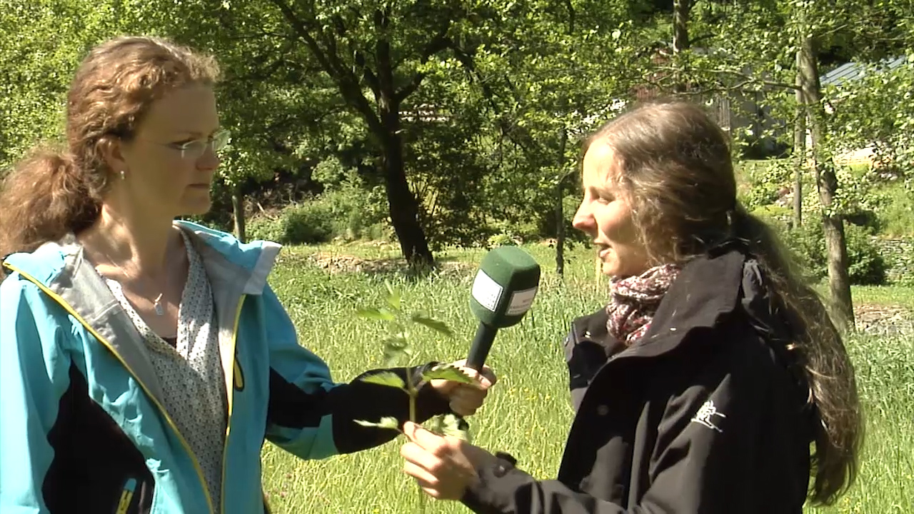 MEgional am 08. August 2019 mit einer Folge "Kräuter der Region" MEgional am 08. August 2019 mit einer Folge "Kräuter der Region"